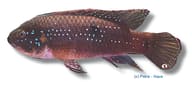 Payne's Jewel Cichlid (Rubricatochromis paynei), 4-5 cm juvenile - view 5