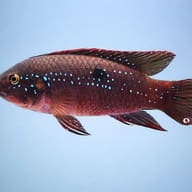 Side profile of Payne's Jewel Cichlid with red colour and blue spangling — representative image - view 3