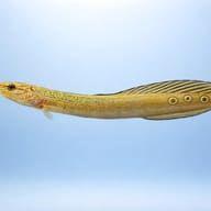 Peacock eel — side profile on a plain background — representative image - view 3