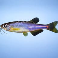 Pearl Danio — side profile on a plain background — representative image - view 3