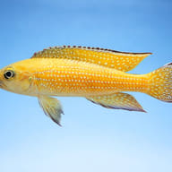 Pearl-Lined Lamprologus gold — side profile on a plain background — representative image - view 3