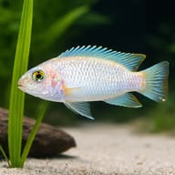 Pearl white — close view showing fin and scale detail — representative image - view 4