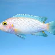 Pearl white — side profile on a plain background — representative image - view 3