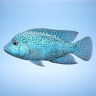 Side-view representative of Herichthys carpintis; not a batch photo or identification image - view 3