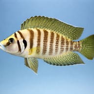 Pearly Compressiceps Gold — side profile on a plain background — representative image - view 3
