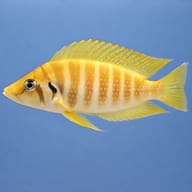 Pearly Compressiceps — side profile on a plain background — representative image - view 3