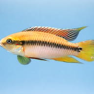 Pelvicachromis rolofi 3 - 4 — side profile on a plain background — representative image - view 3