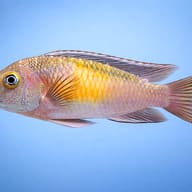 Super Red Kribensis Cichlid (Pelvicachromis pulcher) side view in clean aquarium water - view 3