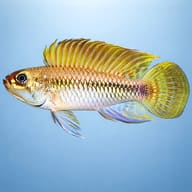 Pertensis Dwarf Cichlid — side profile on a plain background — representative image - view 3