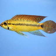 Pertensis Dwarf Cichlid yellow — side profile on a plain background — representative image - view 3