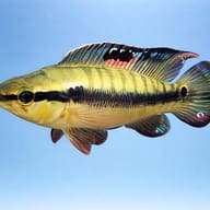 Peru Crenicichla — side profile on a plain background — representative image - view 3