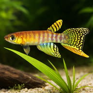 Peruvian Longfin size reference beside aquarium plants — representative image - view 4