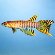 Peruvian Longfin side profile with orange body and patterned fins — representative image - view 3