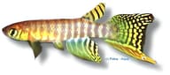 Peruvian Longfin, Aphyolebias peruensis - view 5