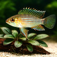 Piau Dwarf Cichlid — close view showing fin and scale detail — representative image - view 4