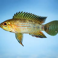 Piau Dwarf Cichlid — side profile on a plain background — representative image - view 3