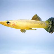 Pike Livebearer — side profile on a plain background — representative image - view 3