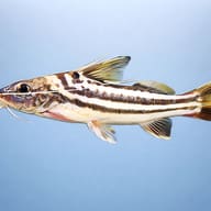 Pimelodus albofasciatus 10 — side profile on a plain background — representative image - view 3