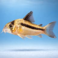 Pink Corydoras (Corydoras axelrodi) — side profile on a plain background — representative image - view 3
