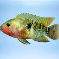 Pishuna Cichlid (Aequidens tetramerus) - side profile — representative image - view 3
