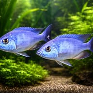 Illustration of two adult Blue Otter Cichlids; not a sexed pair or dispatch photo — representative image - view 2