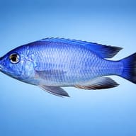 Illustrative Blue Otter Cichlid side view; colour and proportions are non-diagnostic — representative image - view 3