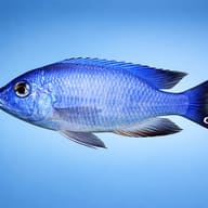 Illustrative Blue Otter Cichlid side view; colour and proportions are non-diagnostic — representative image - view 3