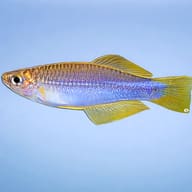 Nga Lampeye (Plataplochilus ngaensis) side profile showing reflective blue body and yellow fins — representative image - view 3