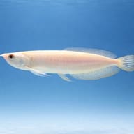 Silver Albino Arowana (Osteoglossum bicirrhosum) close view showing pale scales and fins — representative image - view 3