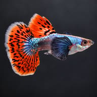 Male Platinum Red Mosaic Big Ear guppy on a dark background, showing the big-ear pectoral fins and red mosaic tail and dorsal - view 2