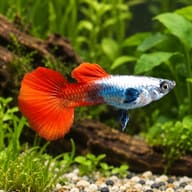 Male Platinum Red Tail guppy with a platinum-white body, blue rear patch and large red-orange tail in a planted aquarium - view 1