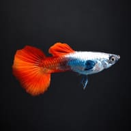 Male Platinum Red Tail guppy on a dark background, showing the white body, blue patch and bright red tail and dorsal fin - view 2