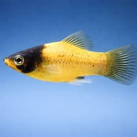 Side profile of a yellow-and-black Bumblebee Platy (Xiphophorus maculatus) — representative image - view 3
