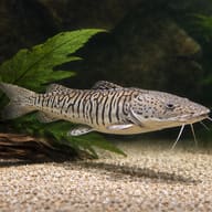 Platy Fish Lifespan - Peaceful Community Fish — platy fish lifespan — close view showing fin and scale detail - view 4