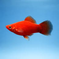 Platy Red — platy fish lifespan — side profile on a plain background — representative image - view 3