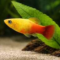 Platy Variatus Simson (Xiphophorus variatus sunset simpson) close view beside an aquarium plant - view 4