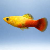 Platy Variatus Simson (Xiphophorus variatus sunset simpson) side profile on a plain background - view 3