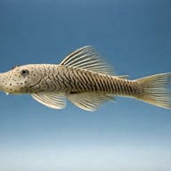 Chaetostoma thomsoni side profile on a plain background - view 3