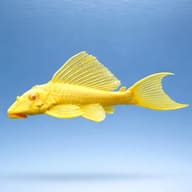 Suckermouth Catfish Gold (Hypostomus plecostomus gold) side profile on a plain background - view 3