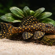 L029 Hypancistrus sp. close view beside an aquarium plant - view 4