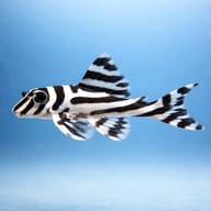 L046 Hypancistrus zebra side profile on a plain background - view 3