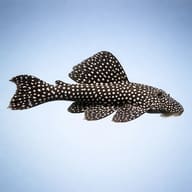 L048 Scobiancistrus sp. — L048 Scobinancistrus sp. Pleco (Scobinancistrus sp.) — side profile on a plain background - view 3