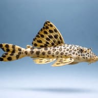 L075 Para Pleco (Peckoltia sabaji) side profile on a plain background — representative image - view 3