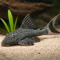 L090 Pleco (Panaque bathyphilus) — Representative aquarium illustration for L090 Papa Panaque - view 4