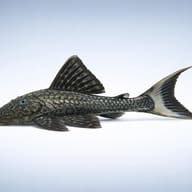 L090 Pleco (Panaque bathyphilus) — Representative side-view illustration for L090 Papa Panaque - view 3