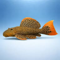 L114 Pseudoacanthicus sp. — L114 Pseudacanthicus sp. Pleco (Pseudacanthicus sp.) — Add the bold L114 Pseudacanthicus sp - view 3