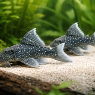 L128 Ancistrinae sp. — L128 Hemiancistrus sp. (Blue Phantom Pleco) - UK (Hemiancistrus sp.) - view 2