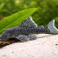 L128 Ancistrinae sp. — L128 Hemiancistrus sp. (Blue Phantom Pleco) - UK (Hemiancistrus sp.) - view 4