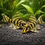 Two representative L134 Leopard Frog Plecos in a planted tank; sale quantity is one unsexed fish - view 2