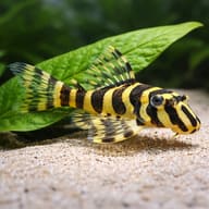 Representative L134 Leopard Frog Pleco near broad-leaved plants; size and proportions are illustrative - view 4